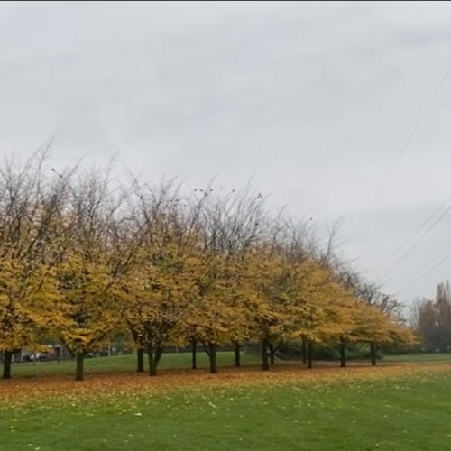 foto 2 stadscamping bomen